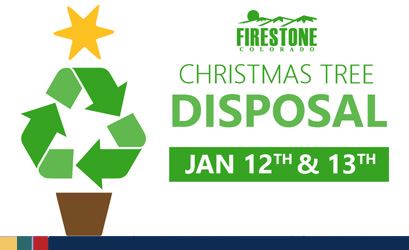 Spotlight 2022_Tree Recycle